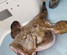 New boat record Anglerfish 20kg (1)