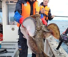 New boat record Anglerfish 20kg (3)