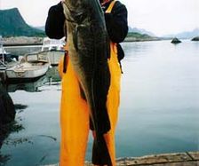 21kg-summer-cod
