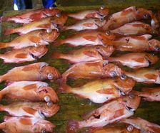 redfish-caught-at-skrova